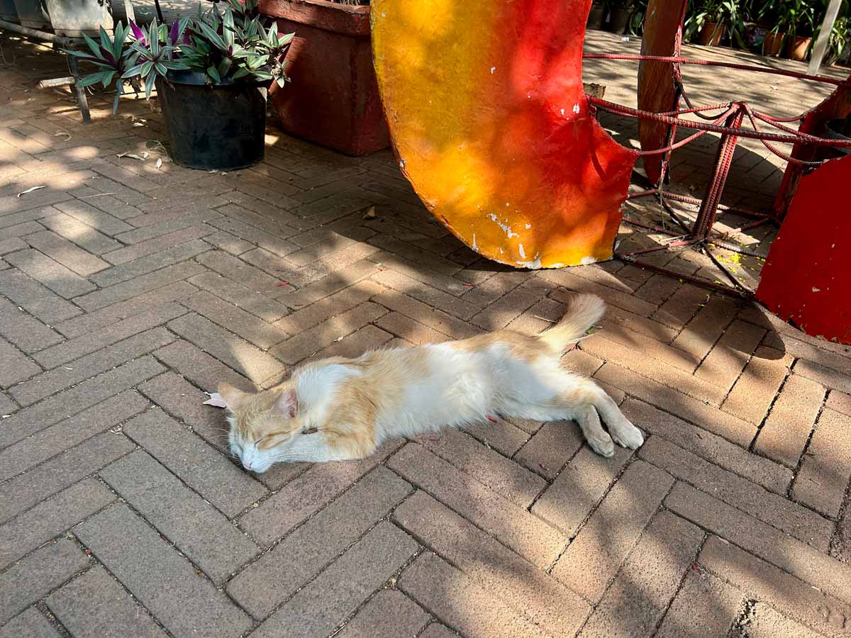 A ginger and white cat lies stretched out on its side, basking in the sun on a brick pathway at Mapro Garden, with potted plants and a colourful structure partially visible behind it.